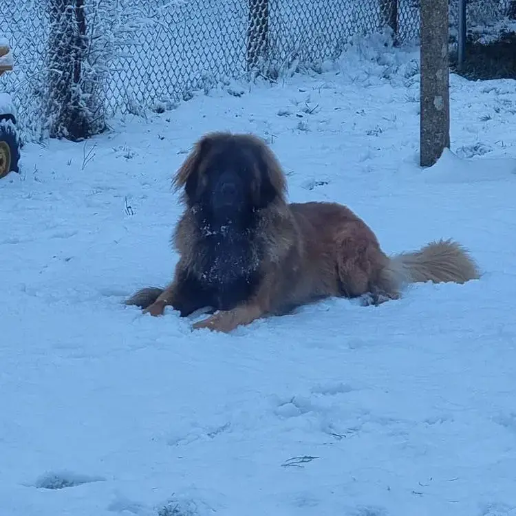 Leonberger