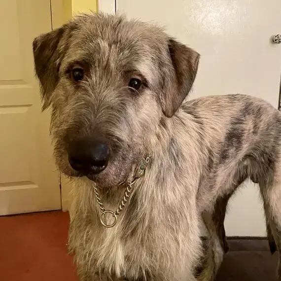 Irish Wolfhound