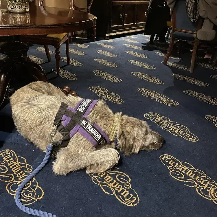 Irish Wolfhound