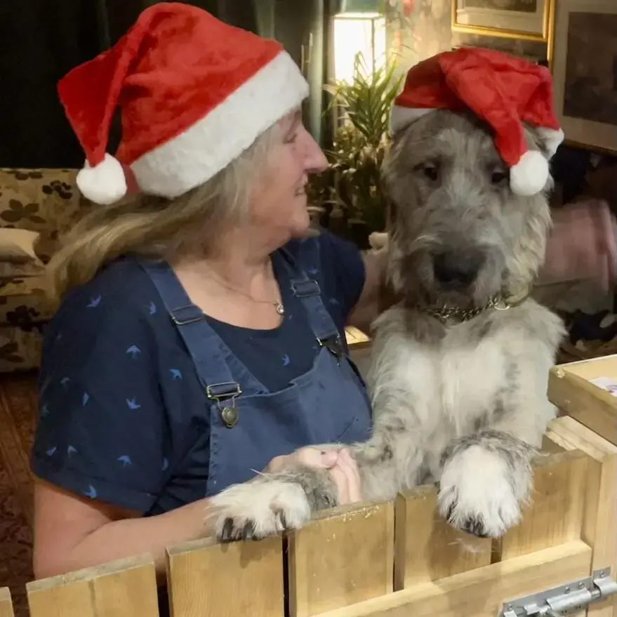 Irish Wolfhound