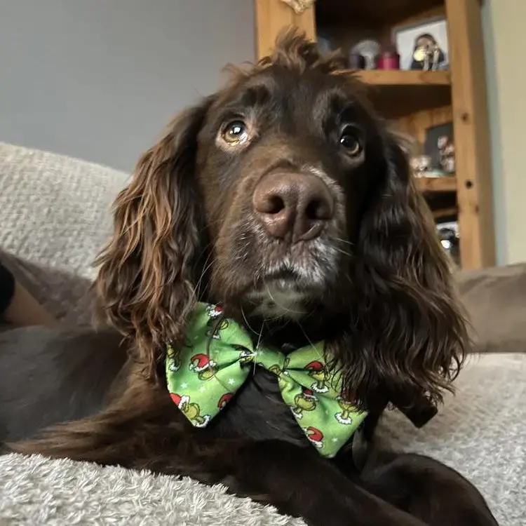 Cocker Spaniel (English)