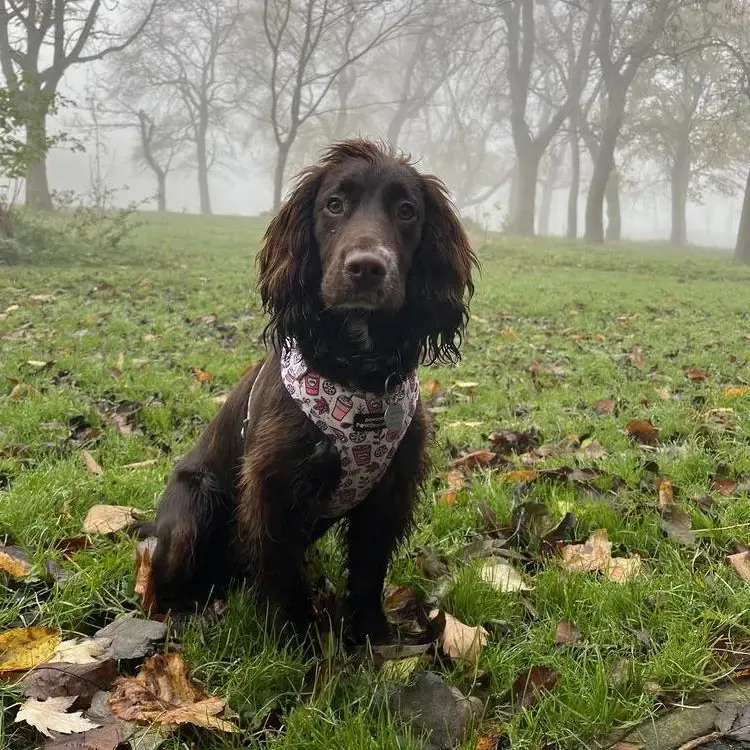 Cocker Spaniel (English)
