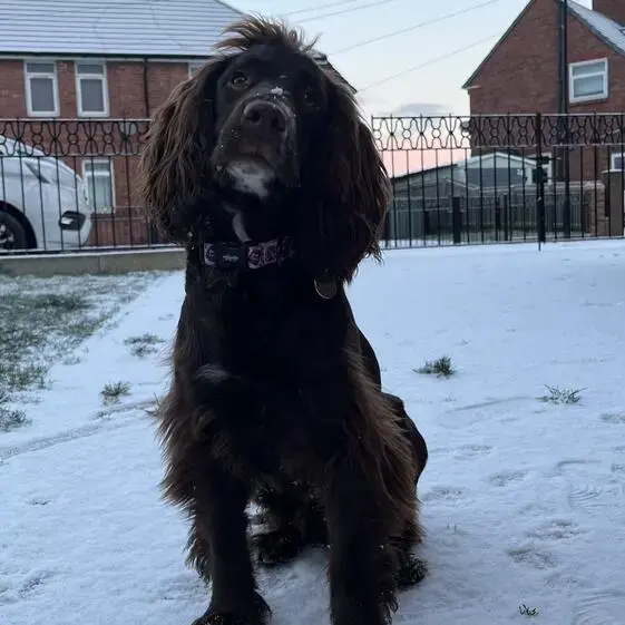 Cocker Spaniel (English)