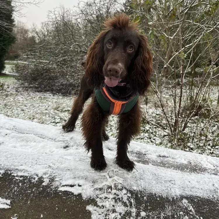 Cocker Spaniel (English)