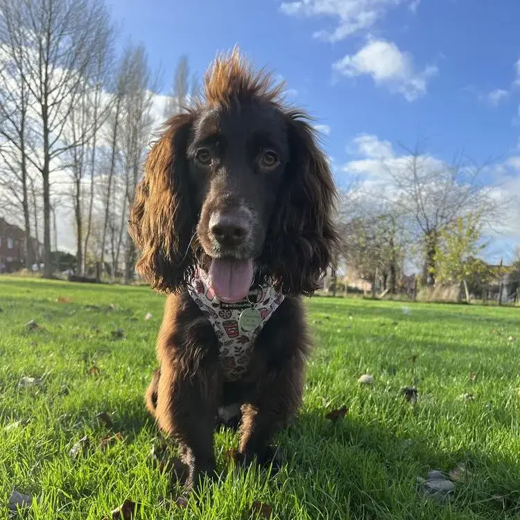 Cocker Spaniel (English)