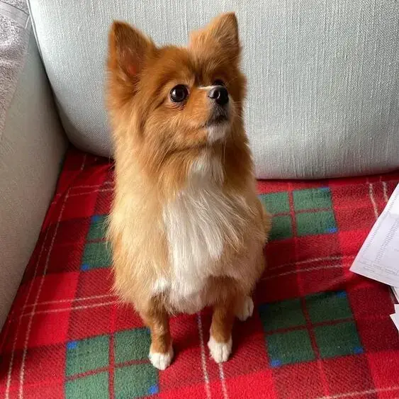 Pomeranian