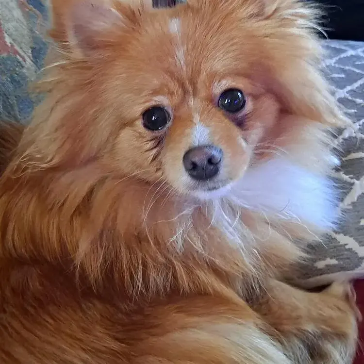 Pomeranian