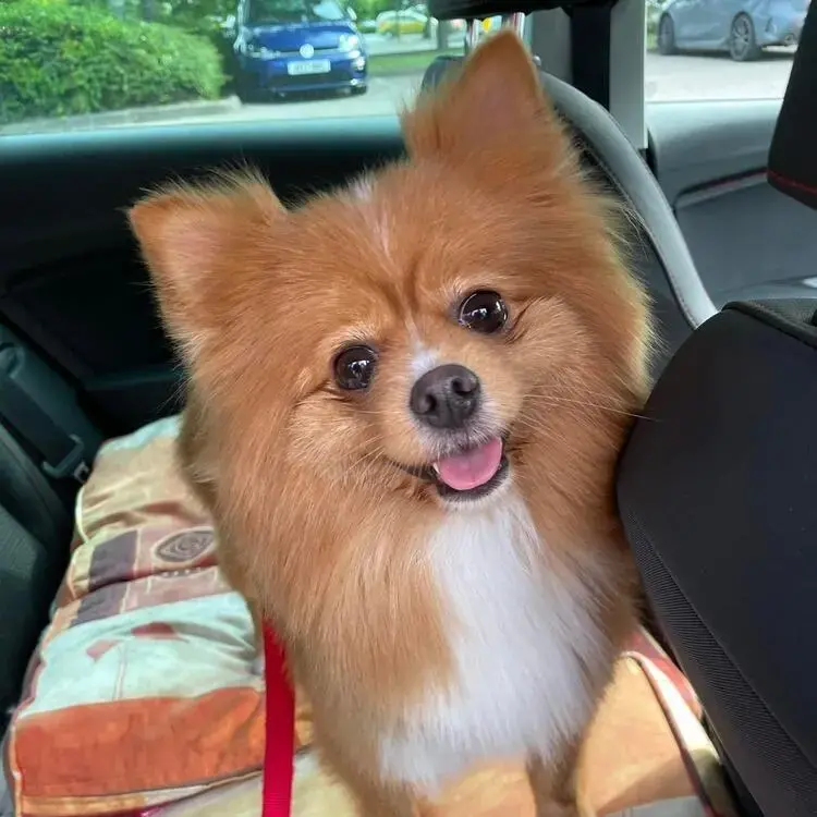Pomeranian