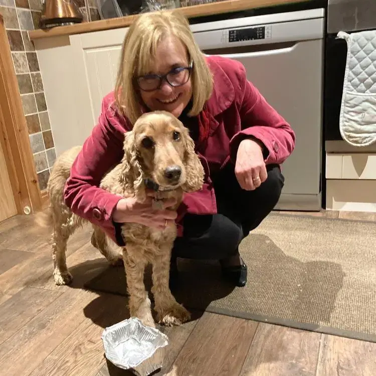 Cocker Spaniel (English)