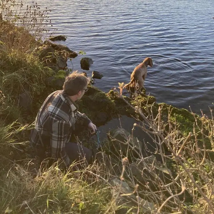 Cocker Spaniel (English)