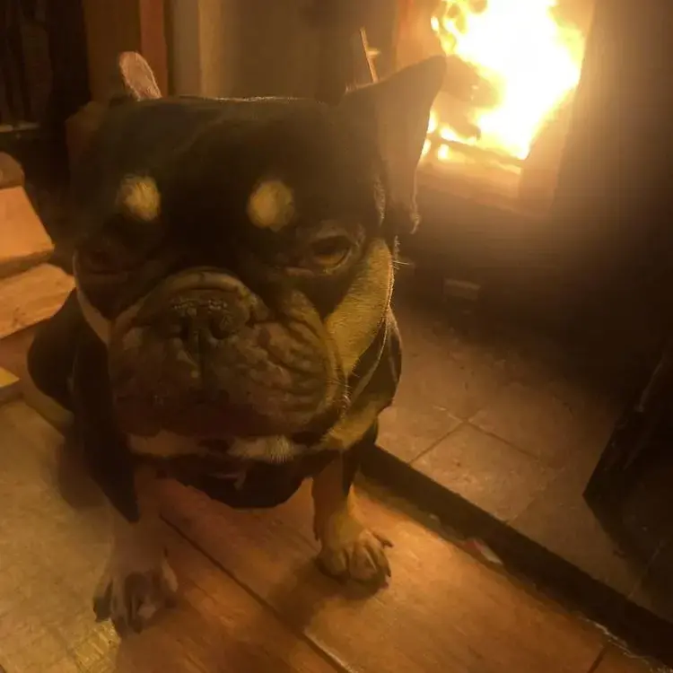 French Bulldog