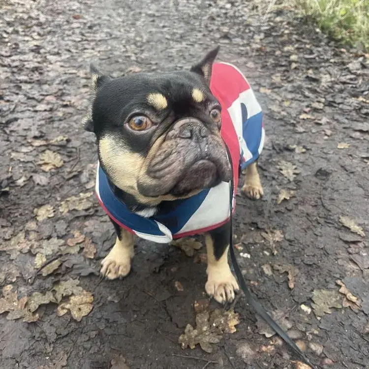 French Bulldog