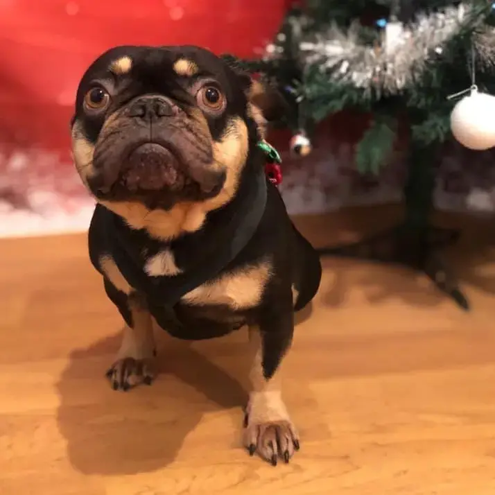 French Bulldog