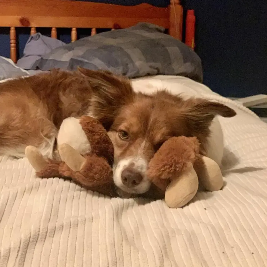 Border Collie