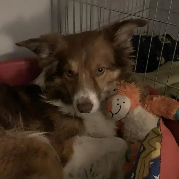 Border Collie