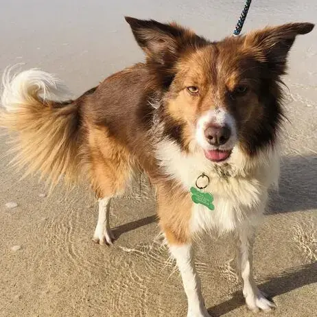 Border Collie