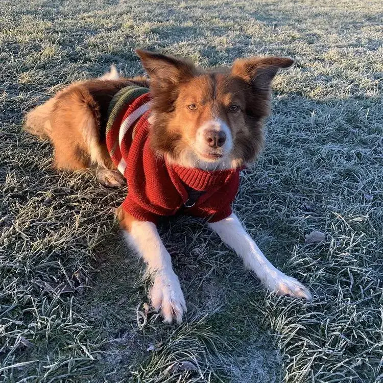 Border Collie