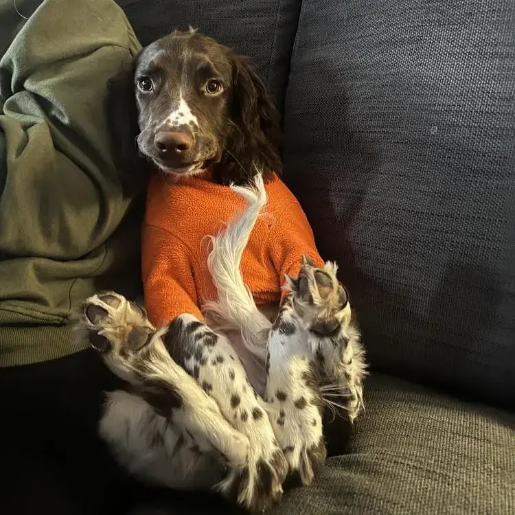 English Springer Spaniel