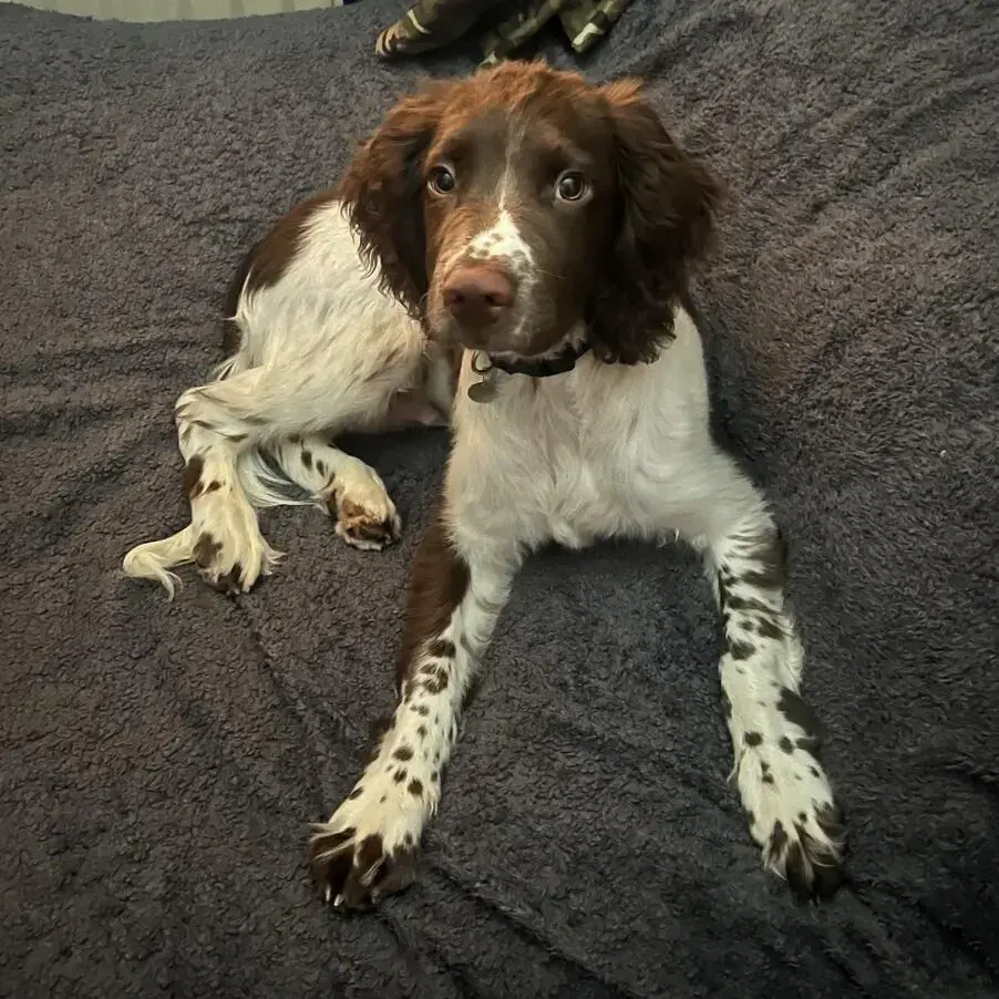 English Springer Spaniel