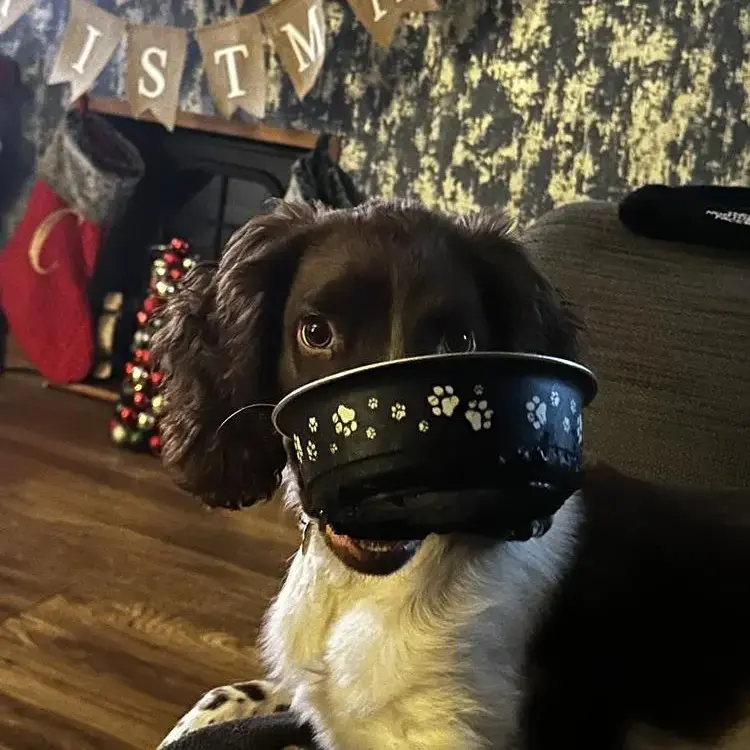 English Springer Spaniel