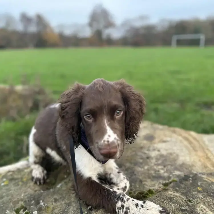 English Springer Spaniel