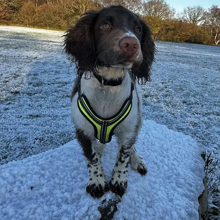English Springer Spaniel