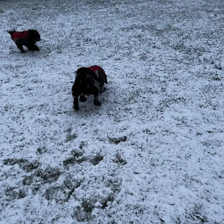 Cocker Spaniel (English)