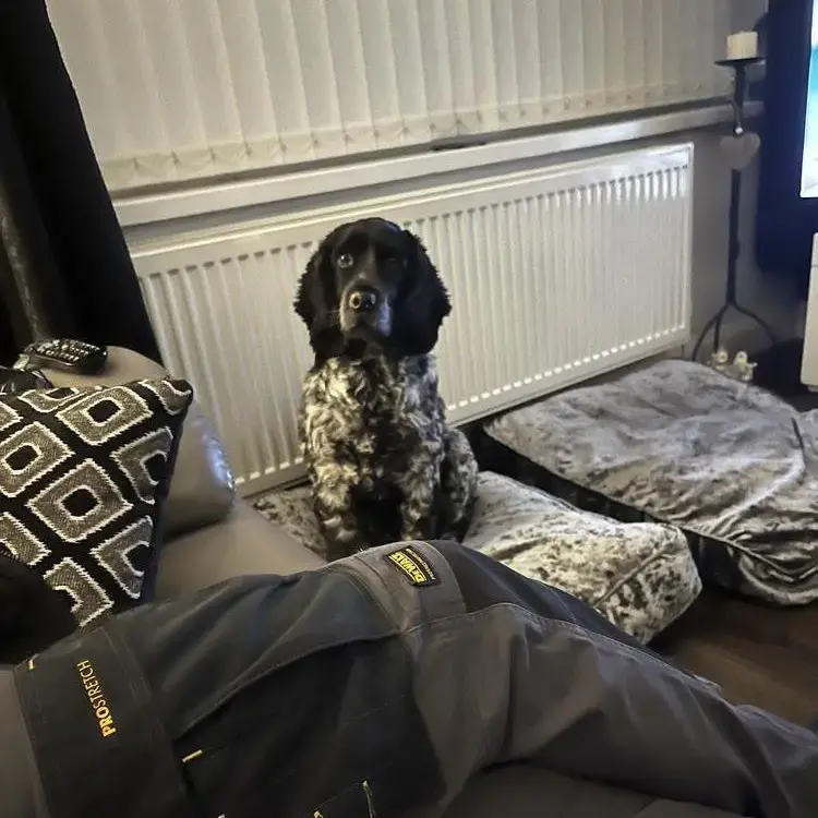 Cocker Spaniel (English)