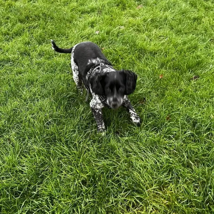 Cocker Spaniel (English)
