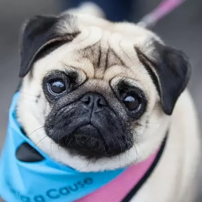 Pug