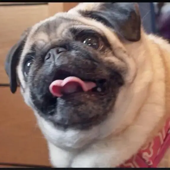Pug