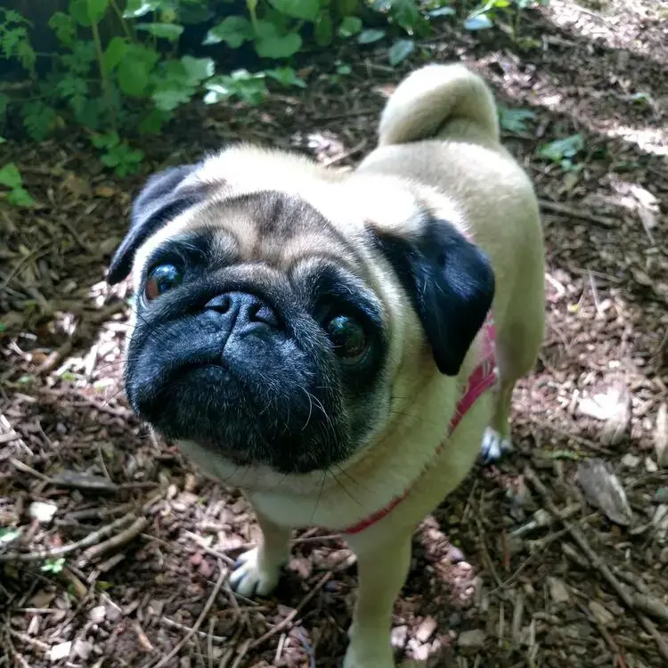 Pug