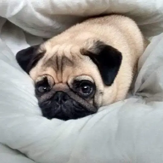 Pug