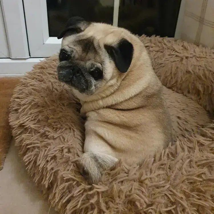Pug