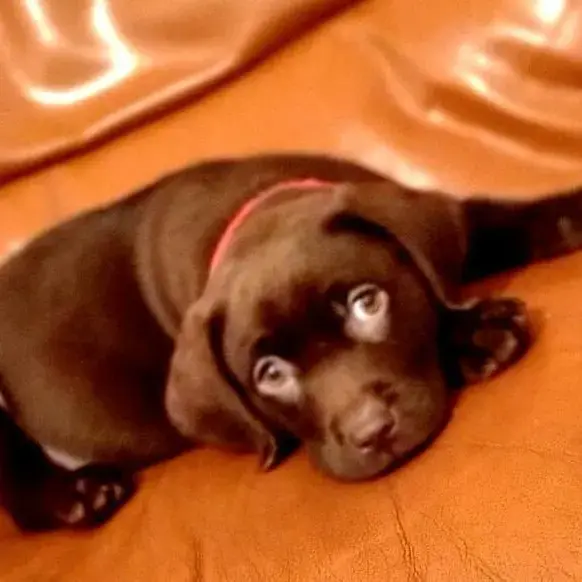 Labrador Retriever