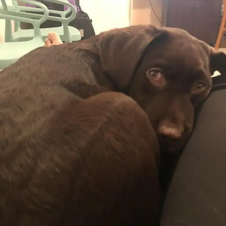 Labrador Retriever