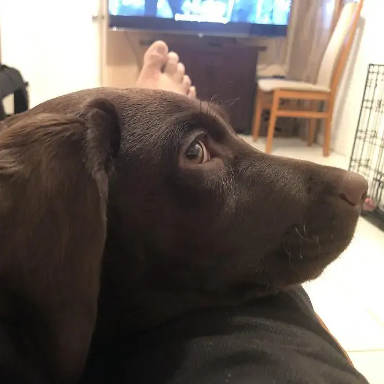 Labrador Retriever