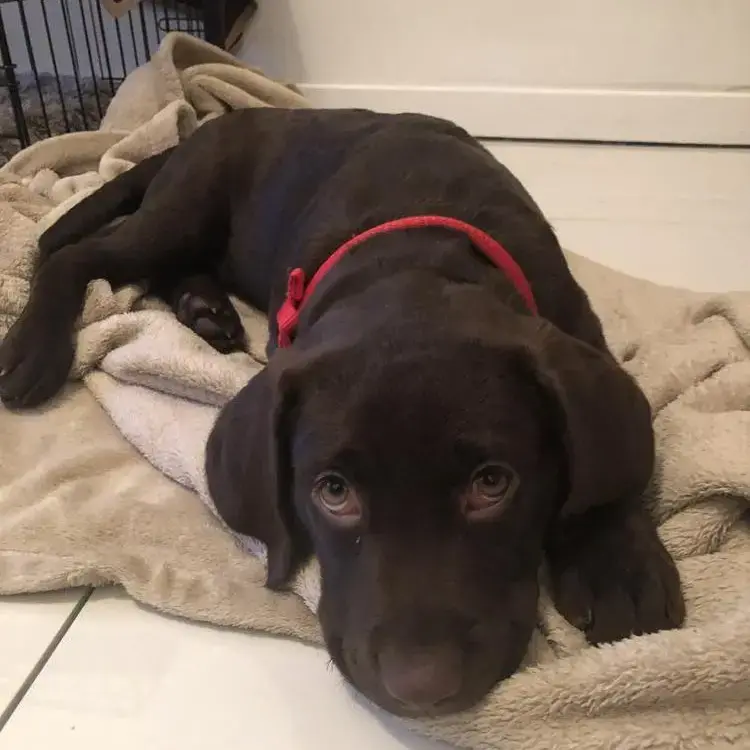 Labrador Retriever
