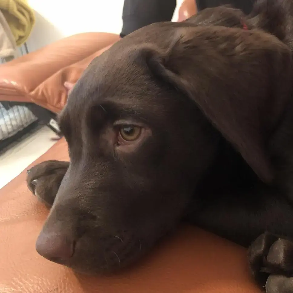 Labrador Retriever
