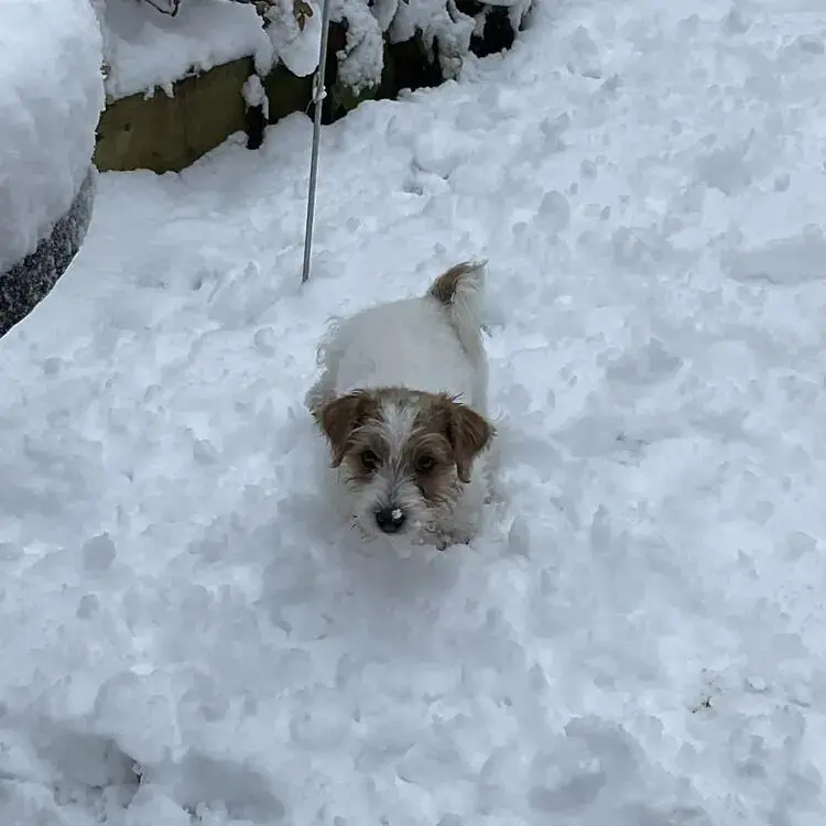 Jack Russell Terrier