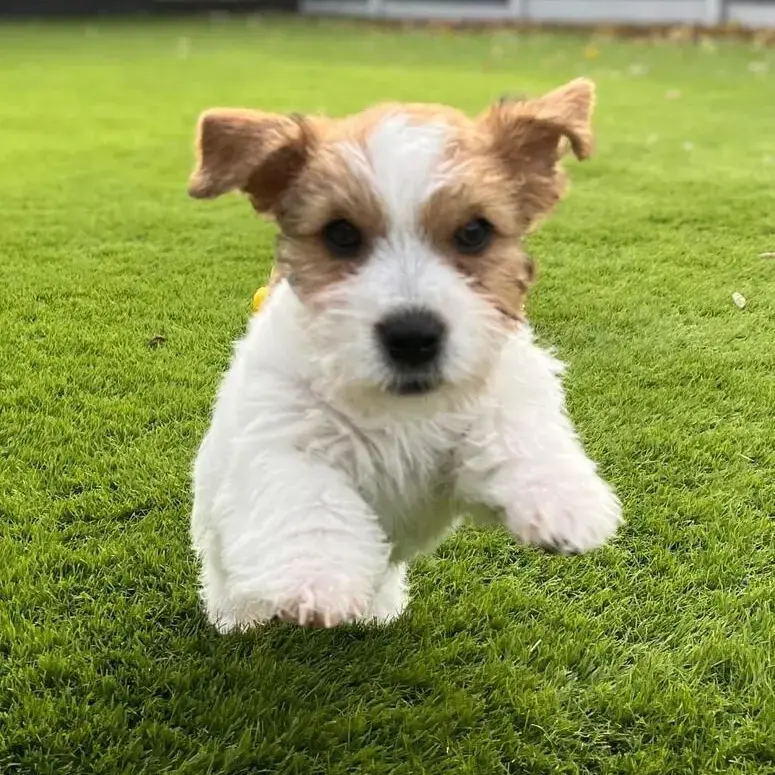 Jack Russell Terrier