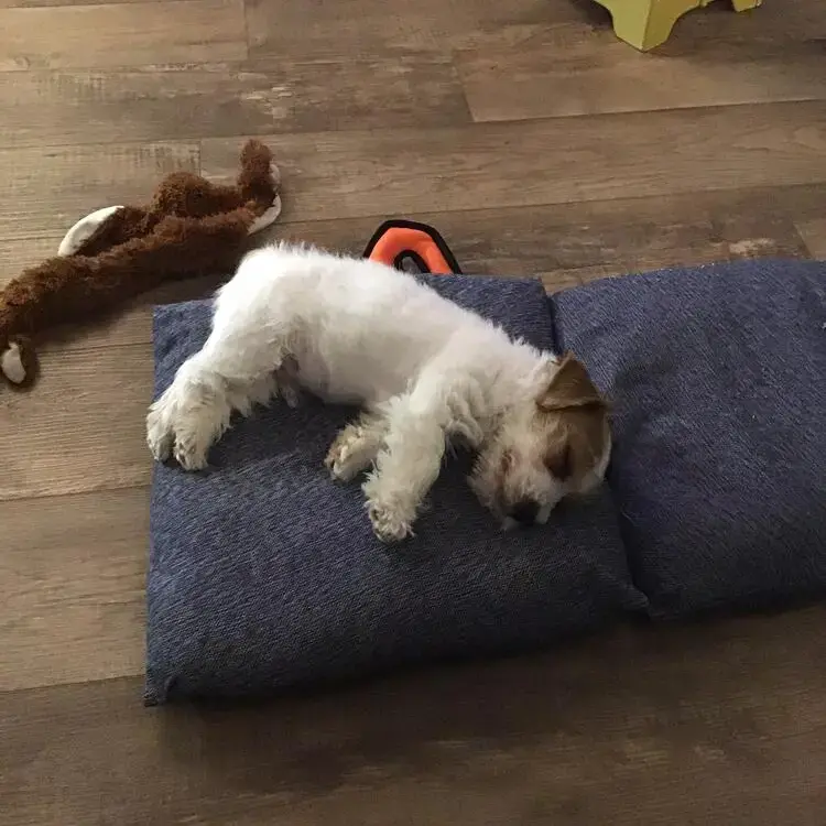 Jack Russell Terrier