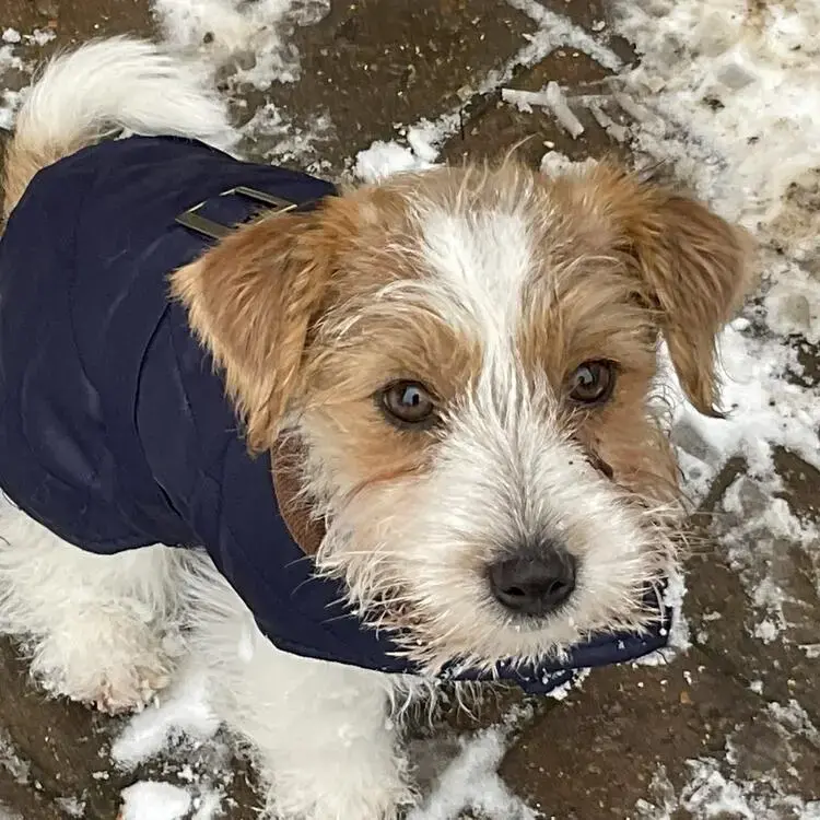 Jack Russell Terrier