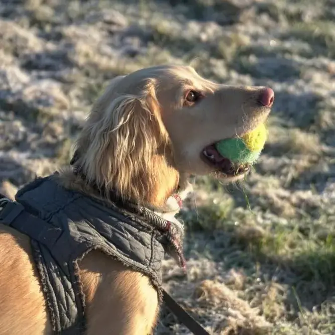 Cocker Spaniel (English)