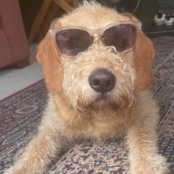 Labradoodle