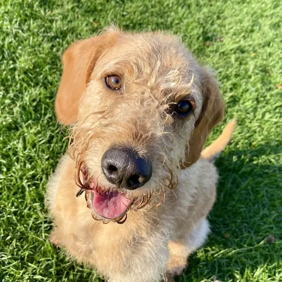 Labradoodle