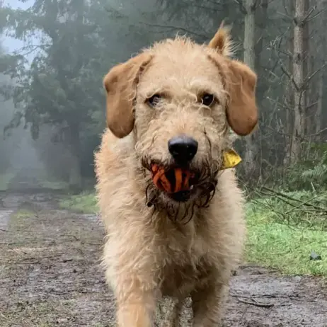 Labradoodle