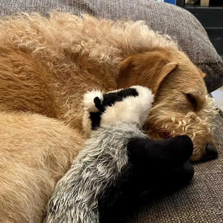 Labradoodle