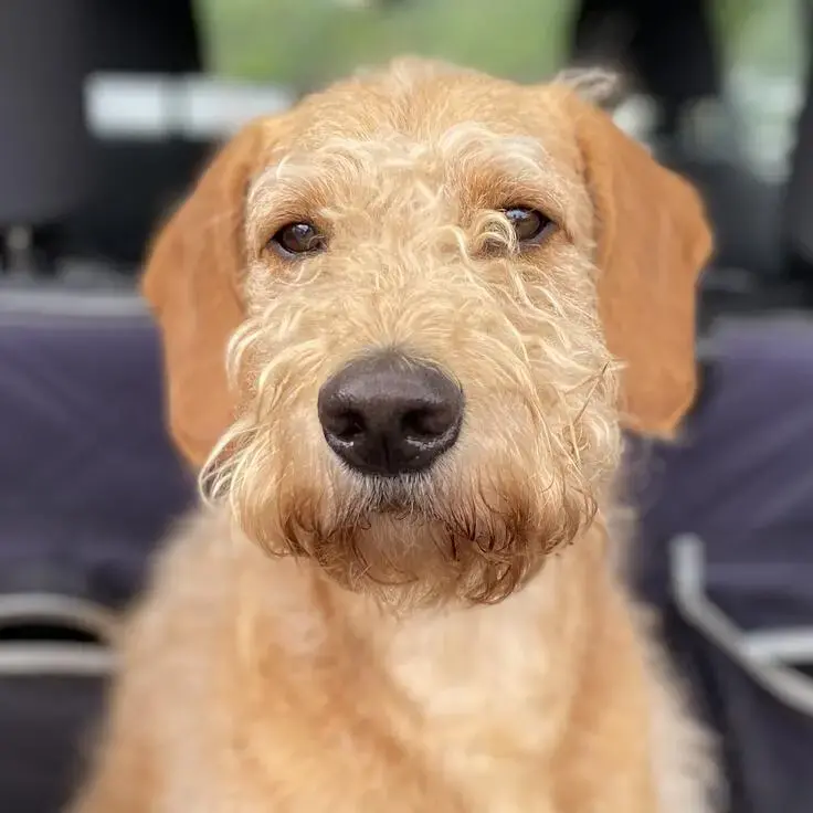 Labradoodle