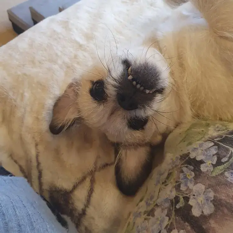 Pug